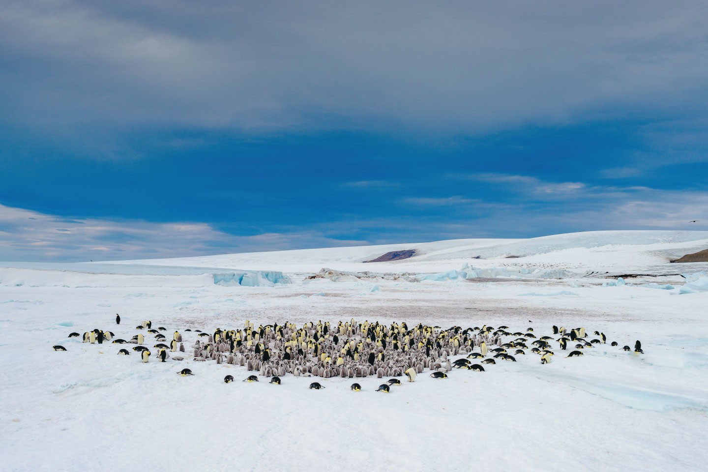 Afbeelding van Emperor Penguins Snow Hill David Merron