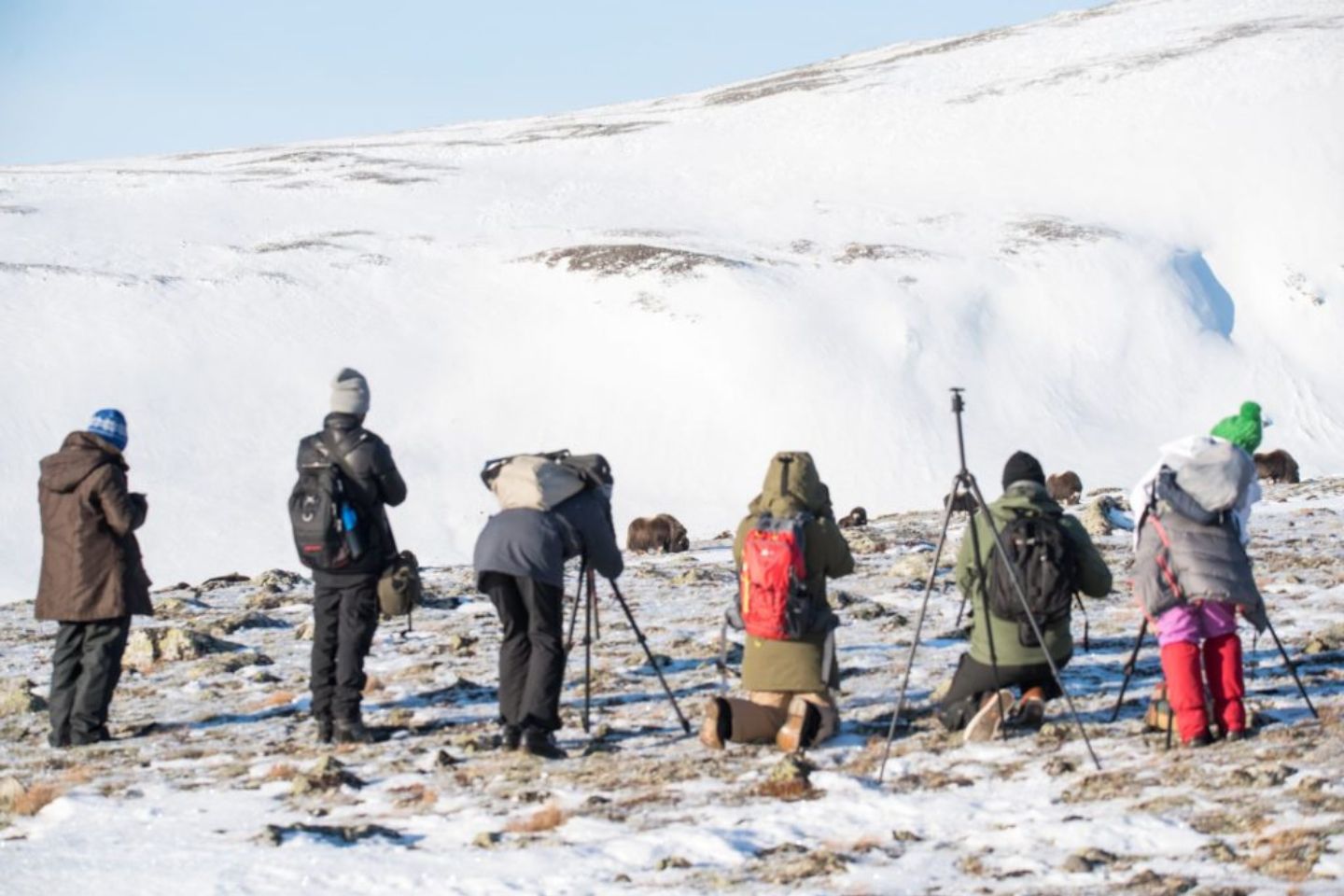 Muskesossafari Rondane