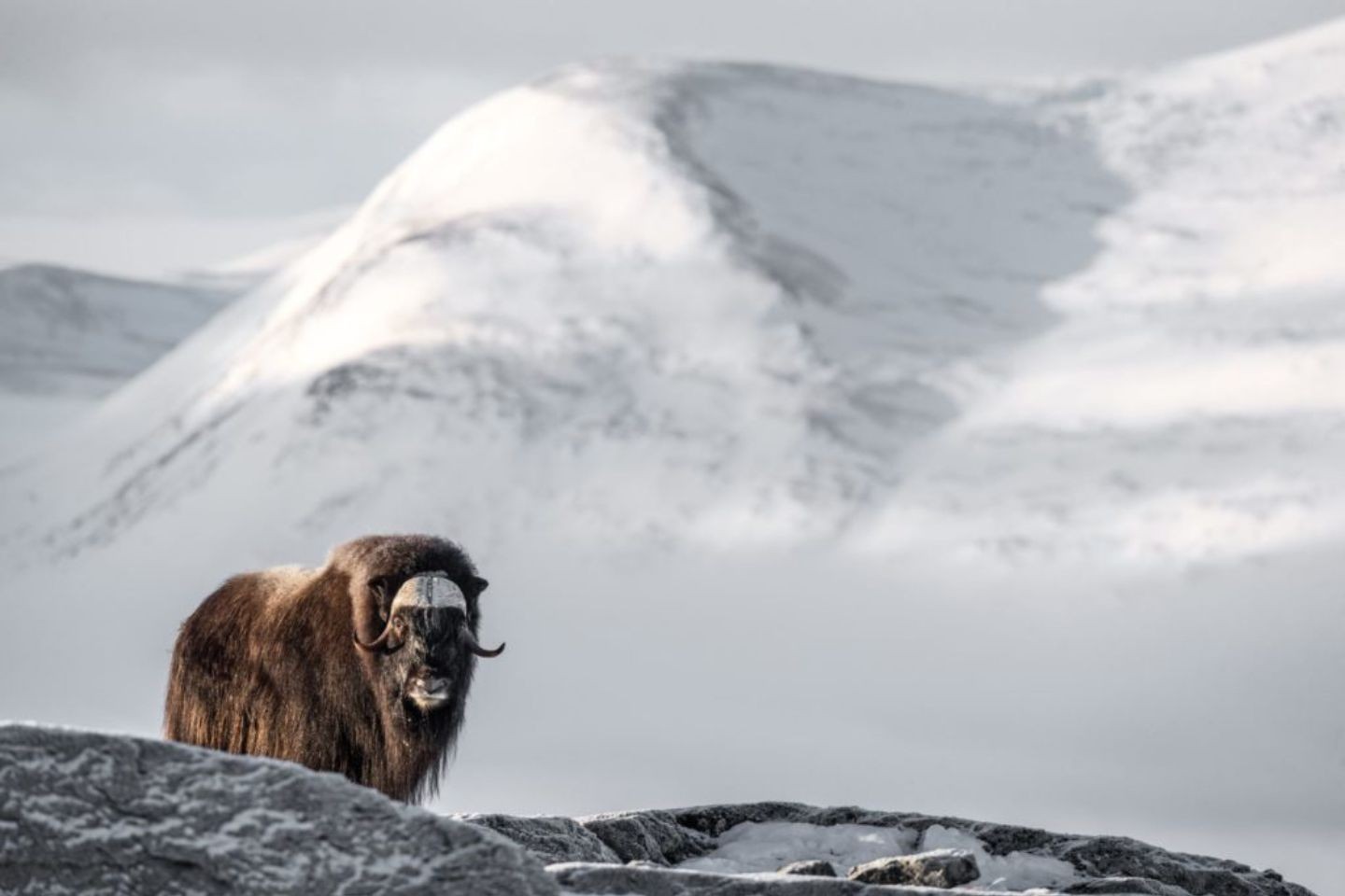 Afbeelding van RondaneRiverLodge Muskesossafari