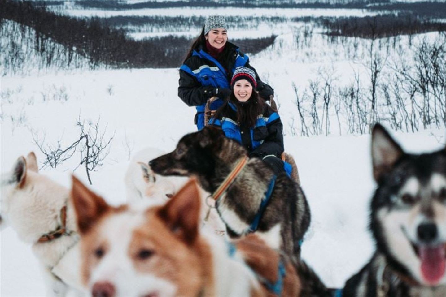 Afbeelding van Tromso Best Arctic Dogsledding Hondensledetocht 1