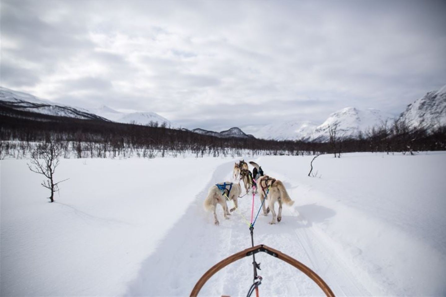 Hondensledetocht Tromsø