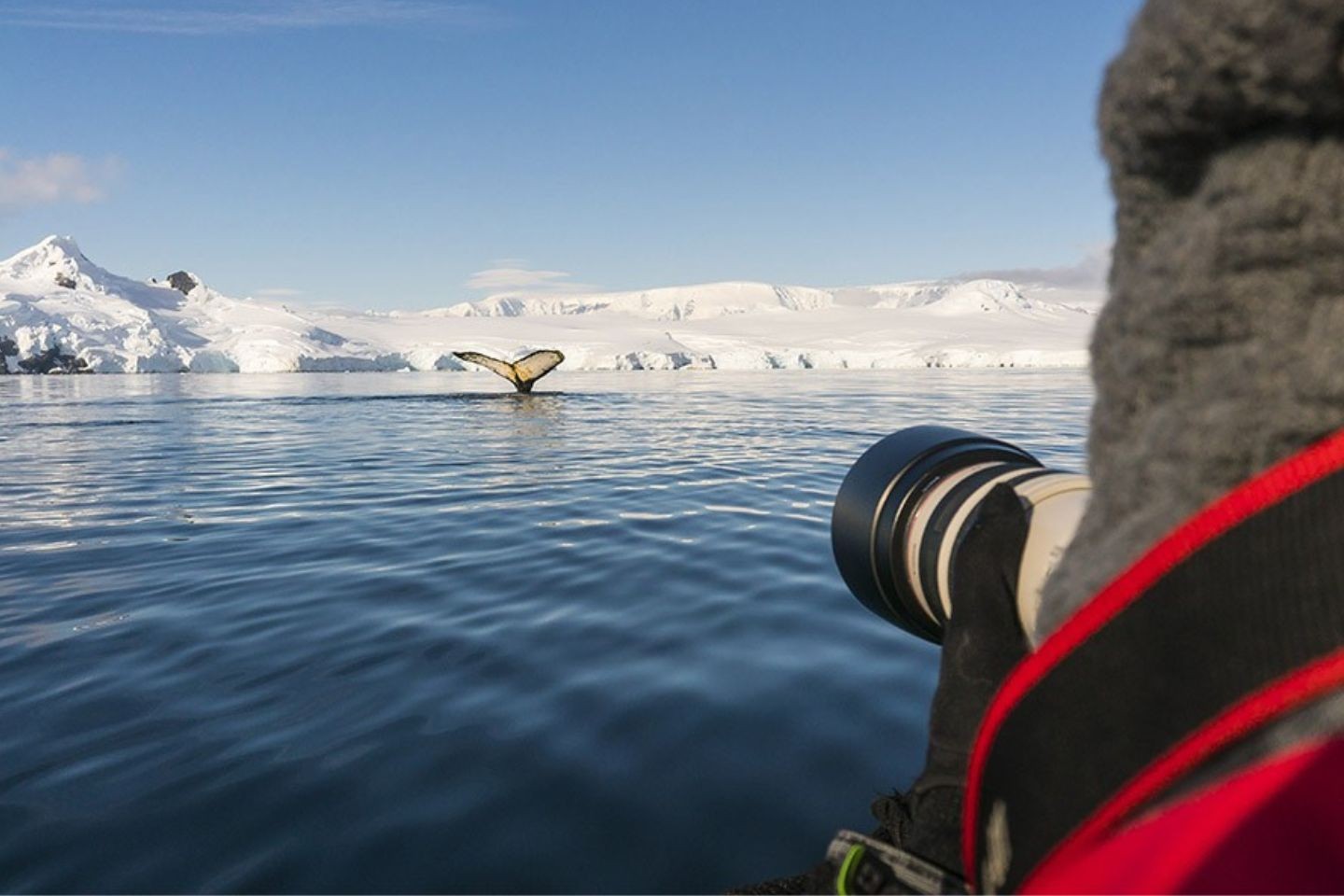 Afbeelding van Walvis Spotten Antarctica Oceanwide Expeditions