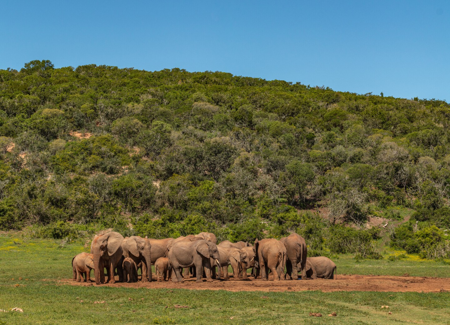 Bezoek Het Addo Elephant National Park In Zuid Afrika 6862