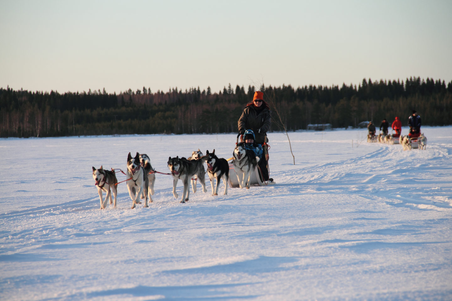 Vuokatti - husky safari