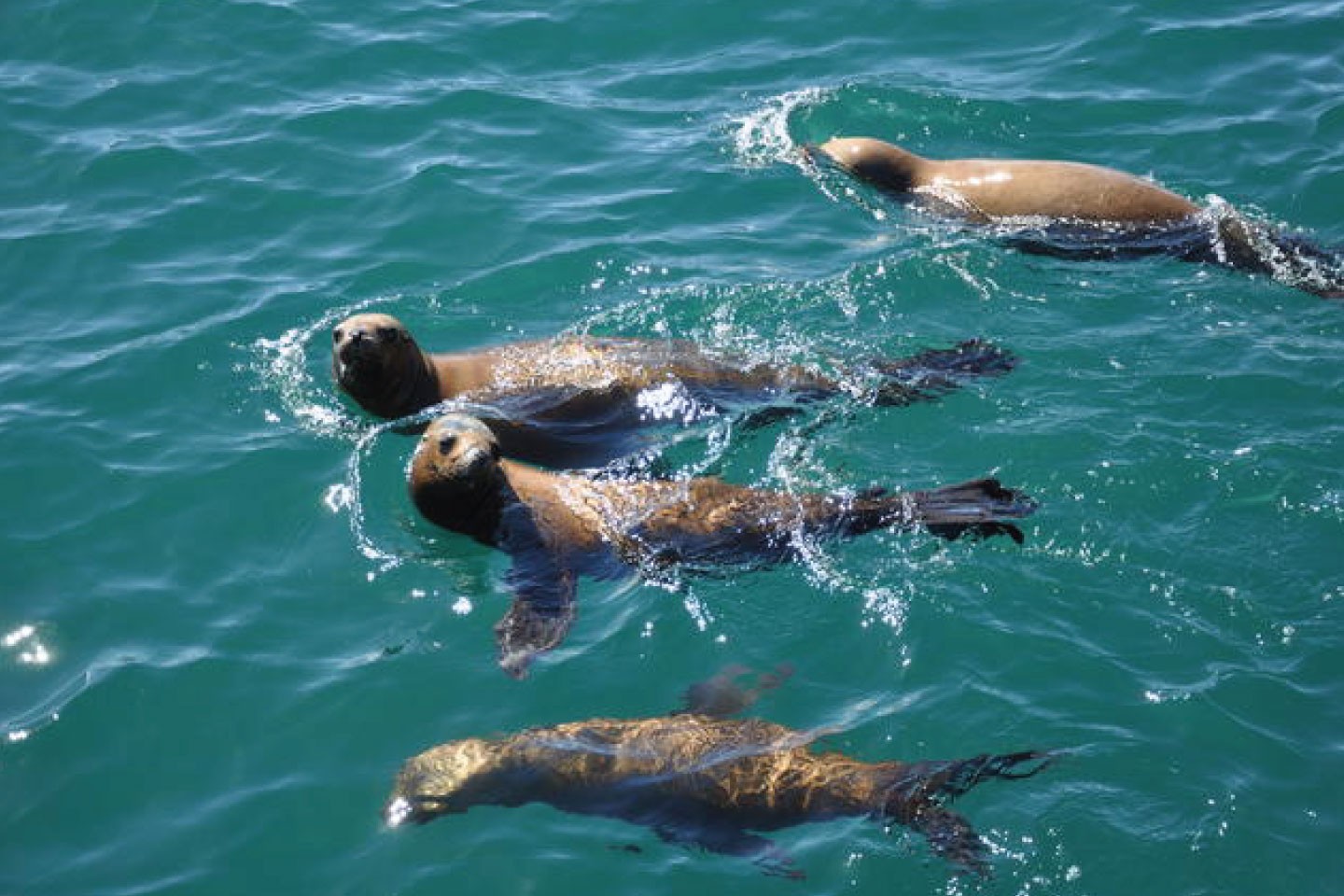 Afbeelding van Snorkeling Puerto Madryn Zeeleeuwen Cape Tracks