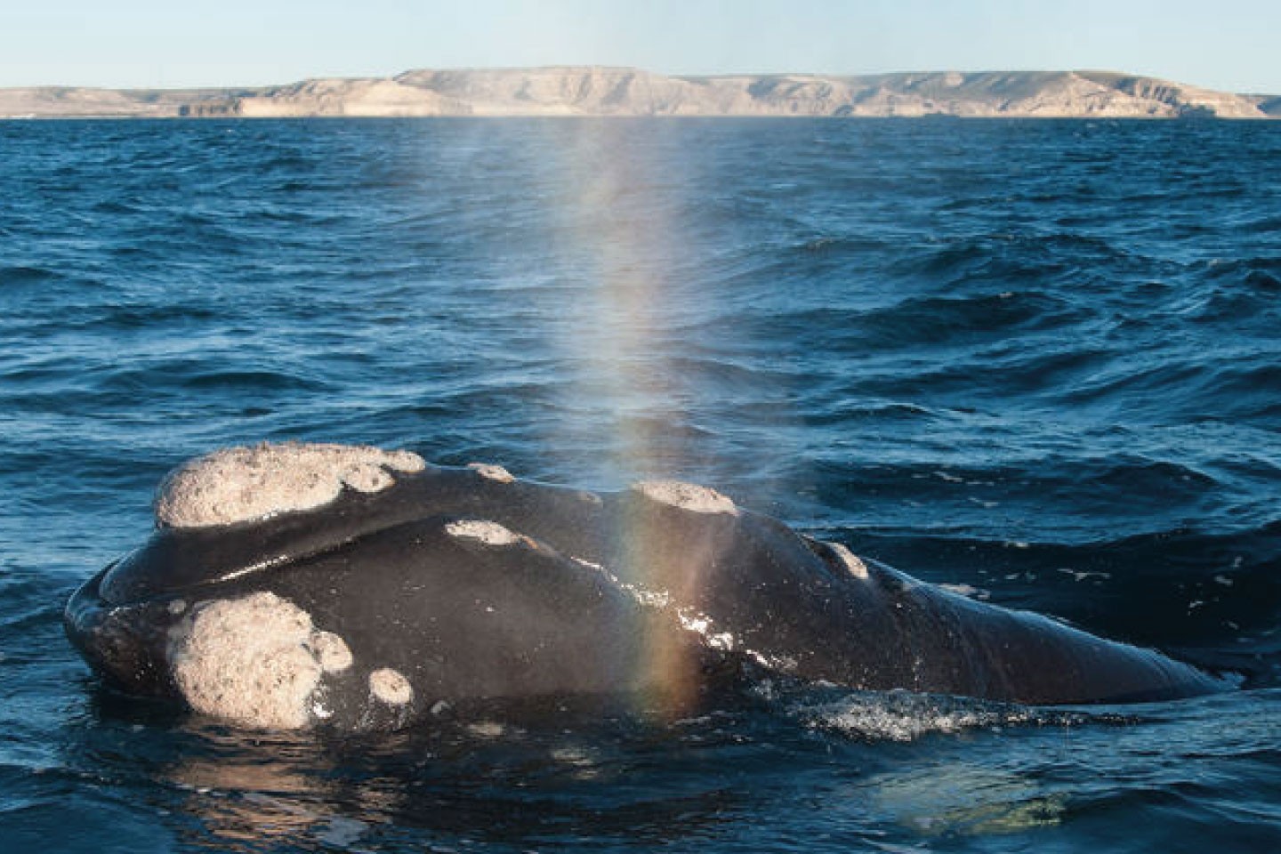 Afbeelding van Valdes Peninsula Walvis Cape Tracks