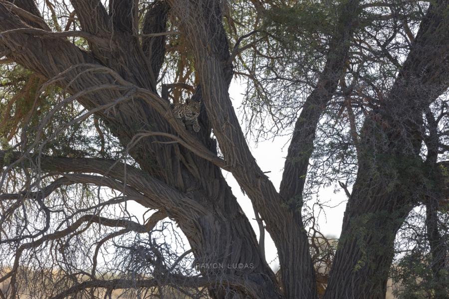 Kgalagadi Wildlife