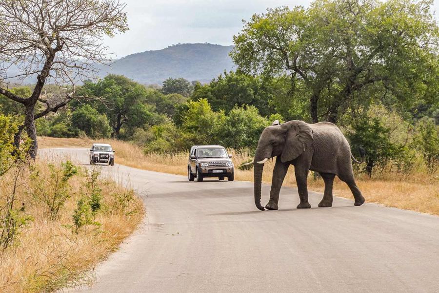 Zuid Afrika Tembe Elephant Park 113 JPG Compressed