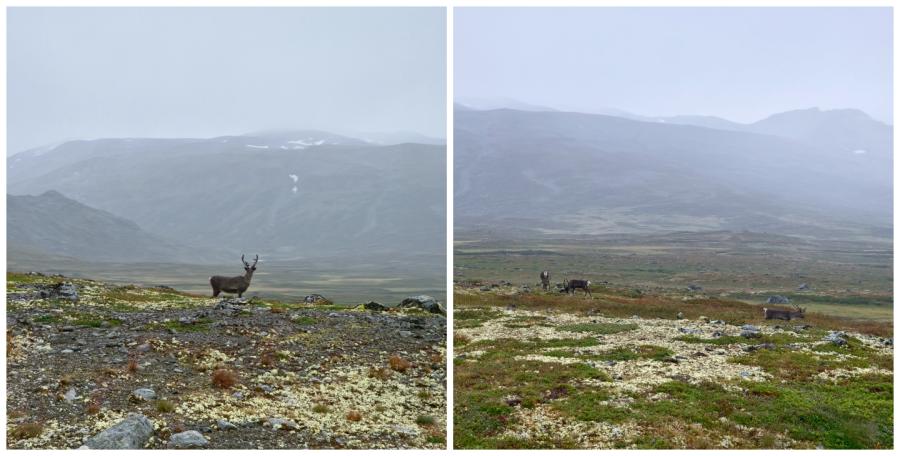 Valdresflye Rendieren