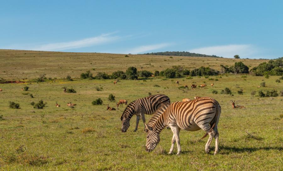 Addo Elephant Park Zuid Afrika Zebra Hartebeest 1 Jpg Compressed