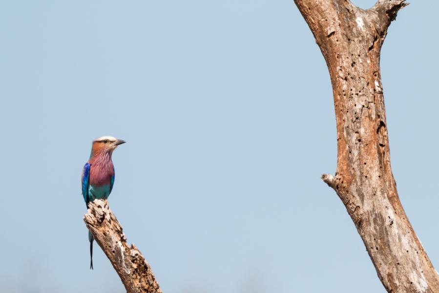 Lilac Breasted Roller Hluhluwe Ramon Lucas 3 Jpg Compressed