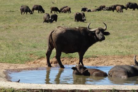 Addo Elephant Park Wildlife Cape Tracks