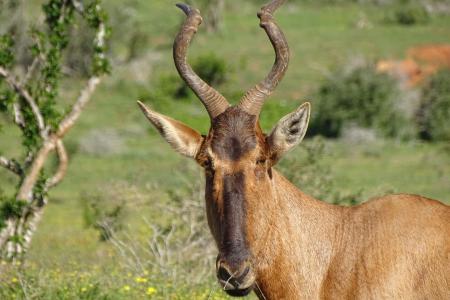 Addo Elephant Park Wildlife Cape Tracks