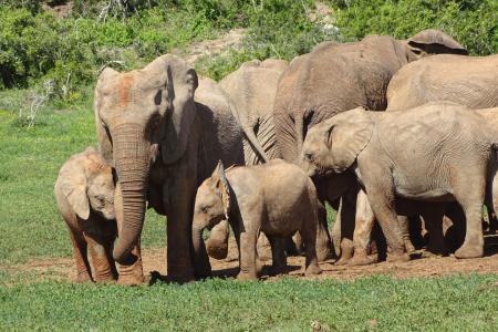 Addo Elephant Park Wildlife Cape Tracks