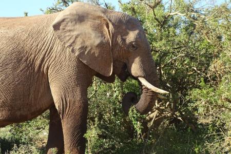 Addo Elephant Park Wildlife Cape Tracks