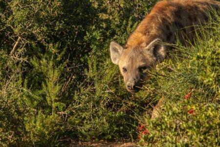 Addo Elephant Park Wildlife Cape