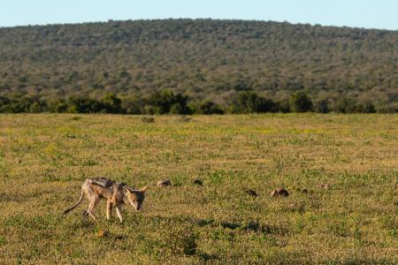 Addo Elephant Park Cape Tracks