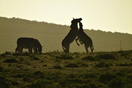 Addo Elephant Park Cape Tracks