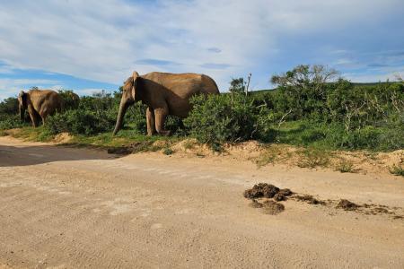 Addo Elephant Park Cape Tracks