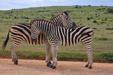 Addo Elephant Park Cape Tracks