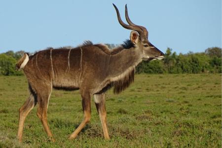 Addo Elephant Park Cape