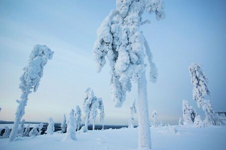 Arctic GIant