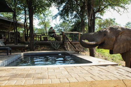 Bundox Kingly Conservation Camp Olifant Zwembad Mernique Potgieter