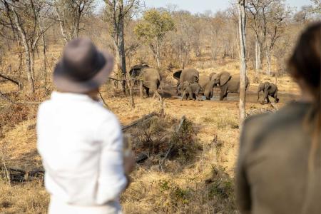 Bundox Kingly Conservation Camp Olifanten Watergat Stew Nolan