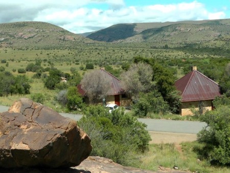 Cradock Mountain Zebra