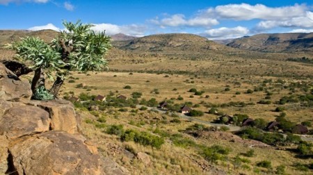 Cradock Mountain Zebra