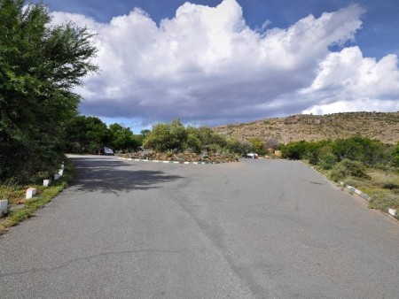 Cradock Mountain Zebra