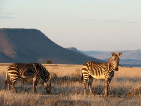 Cradock Mountain Zebra