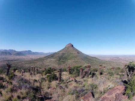 Cradock Mountain Zebra