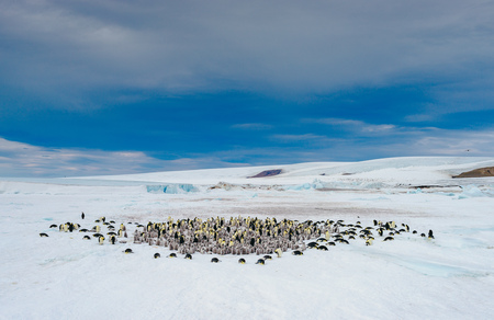 Emperor Penguins Snow Hill David Merron