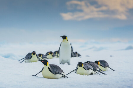 Emperor Penguins Snow Hill David