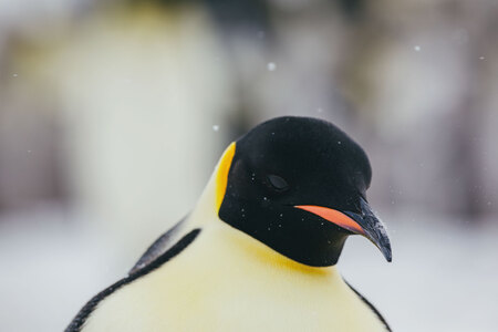 Emperor Penguins Snow Hill David