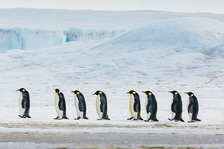 Emperor Penguins Snow Hill David