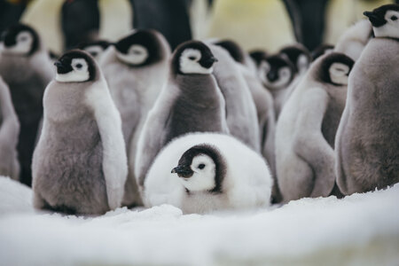 Emperor Penguins Snow Hill David