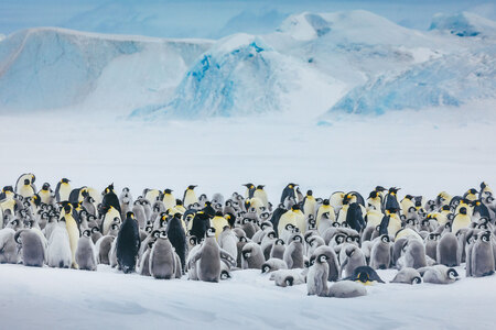 Emperor Penguins Snow Hill David