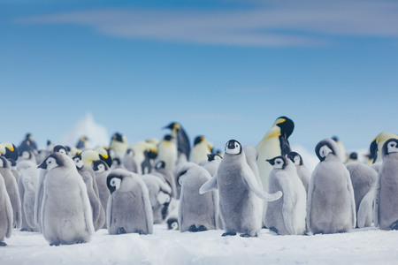 Emperor Penguins Snow Hill David