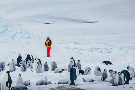 Emperor Penguins Snow Hill David