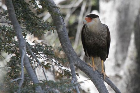 Fly Drive  Argentinie%CC%88 En Chili  Meren%2C Bossen %26 Vulkanen Kuifcaracara