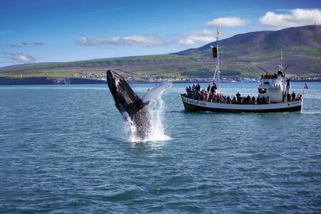 Fly Drive Hafru%CC%81n Walvissafari Op IJsland Husavik Bultrug