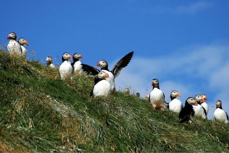 Fly Drive Hafru%CC%81n Walvissafari Op IJsland Husavik Papegaaiduikers