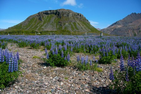 Flydrive Grandtour IJsland Beluga Adventures Jonneke 9