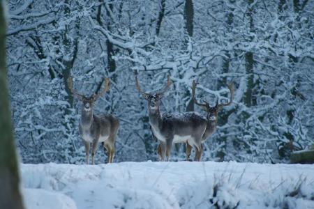 Hotelrondreis Zuid Zweden Hedvig Natuur