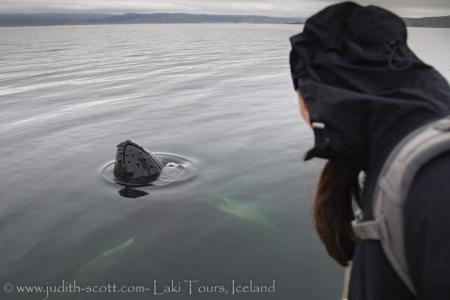 Judith Scott Whale Watching Laki Tours