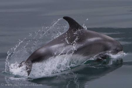 Judith Scott Whale Watching Laki Tours