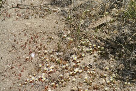 Levende Steentjes In Bloei In De Duinen Ad Laanen Cape