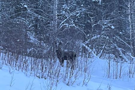 Openbaar Vervoer Winterreis Ello Lapland Per Trein